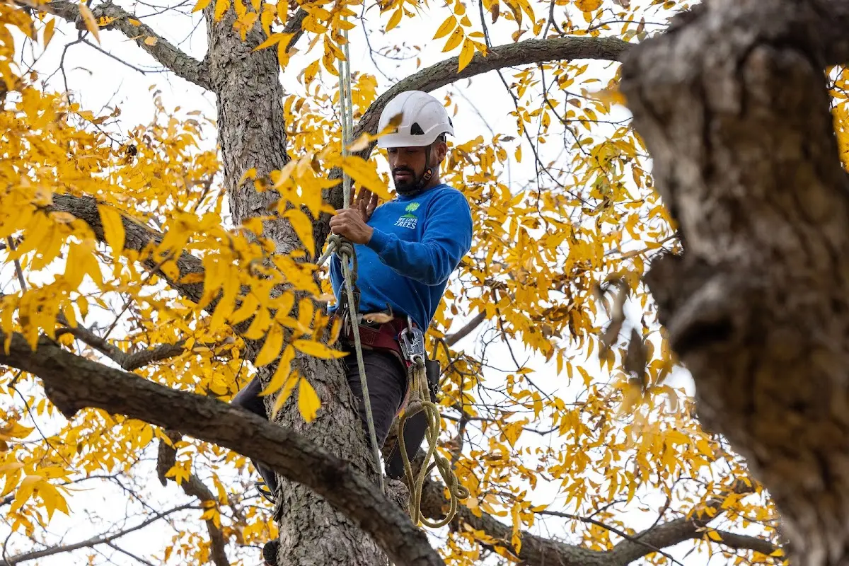 Skilled Tree Transplanting crew working in Falls City