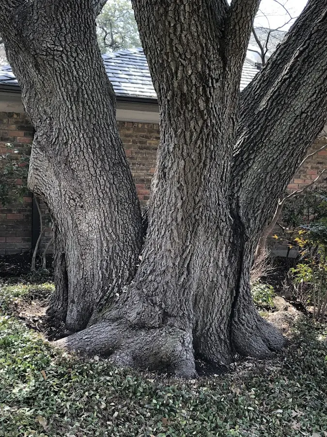 Mature heritage tree close to a Falls City property cared for by certified arborists